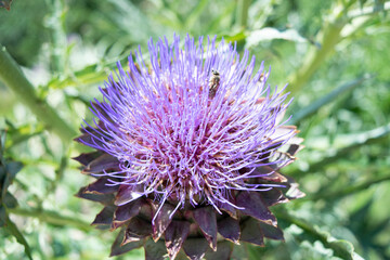 purple thistle flower with a bee