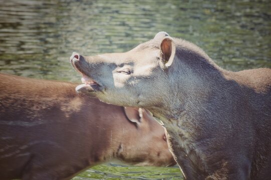 tapirus