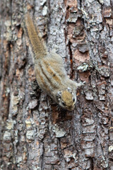 A small squirrel climbing on a tree.