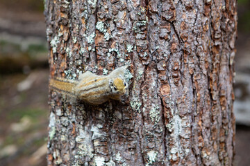 A small squirrel climbing on a tree.