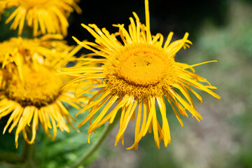 yellow flower in spring