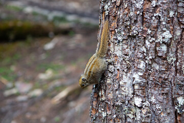 A small squirrel climbing on a tree.
