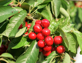 Lots of Ripe red cherries on a tree branch