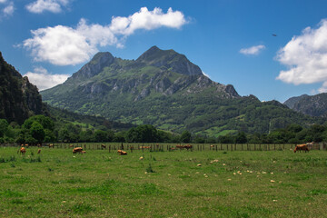 Obraz premium Campo