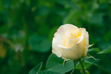 A photo close up of a white-yellow rose on a green background
