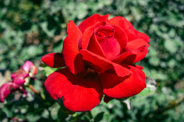 red rose in garden