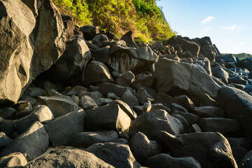 Beautiful sunset view on the Rocks at Cachorro Beach with a Brown booby Bird, Fernando de Noronha Marine National Park , a Unesco World Heritage site, Pernambuco, Brazil