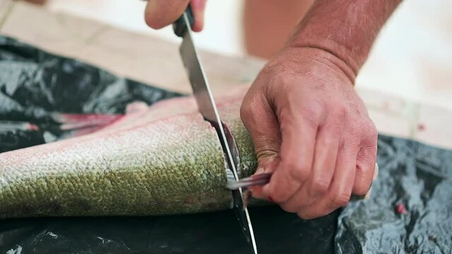 Big carp fish cutting with knife and cleaning interior, preparing for cooking, close up