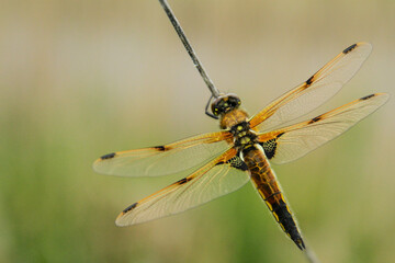Four-spotted Chaser, Oxfordshire, May 2015