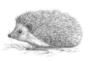 Pencil drawing of a hedgehog on white background. Graphite pencil sketch.
