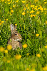 Obraz premium European rabbit, Durham, May 2015