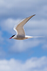 Arctic tern, Northumberland, June 2015