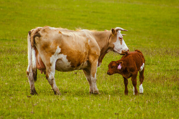Naklejka na ściany i meble grazing brown mother cow and her small baby cow in czechia green nature