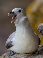 Fulmar, Northumberland, June 2015