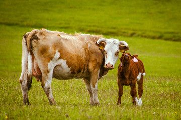 Fototapeta na wymiar grazing brown mother cow and her small baby cow in czechia green nature