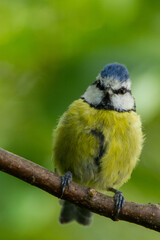 Fototapeta premium Blue tit, Durham, August 2015