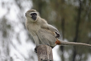 Durban, Kwa-Zulu Natal / South Africa - 12/08/2007: Monkey sits on a lamp pole