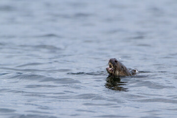 Fototapeta premium Otter, Skye, August 2015