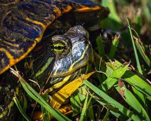 Naklejka premium Closeup of a Red-eared Slider along the Shadow Creek Ranch Nature Trail in Pearland!