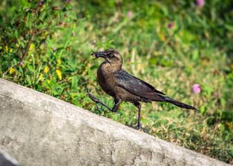Boat-tailed Grackle along the Shadow Creek Ranch Nature Trail in Pearland, Texas!