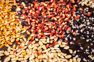 Different species and colors of corn background on woden table