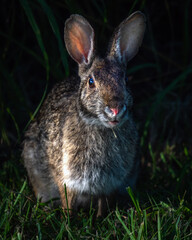 Fototapeta premium Swamp Rabbit watching from the shadows!