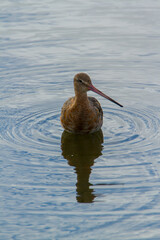 Black-tailed godwit, Dorset, August 2015