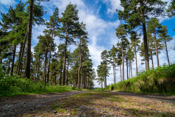 Panoramic view of Wicklow Mountains. This place is famous for uncontamined nature, misty landscapes, and epic lakes. Trees on the side of foreest path.