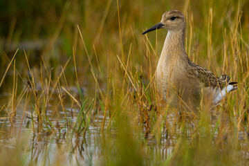 Ruff, Dorset, August 2015