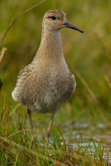 Ruff, Dorset, August 2015
