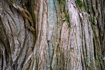 natural horizontal background, warm bark texture