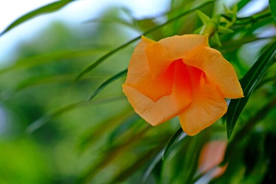 Beautiful blooming Yellow oleander (Lucky nut) in orange color flower with blurred green background.