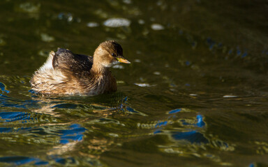 Little grebe, Oxfordshire, January 2016