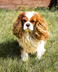 cavalier king charles spaniel on the grass near home.