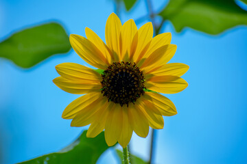 Obraz premium sunflower on blue background