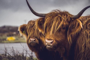 Türaufkleber Schottischer Hochländer Highland Kuh und ihr Baby, Isle of Mull, Schottland.