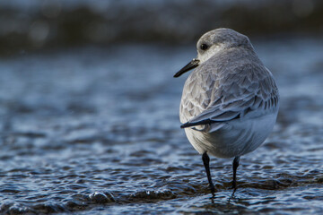 Sanderling, Oxfordshire, January 2016