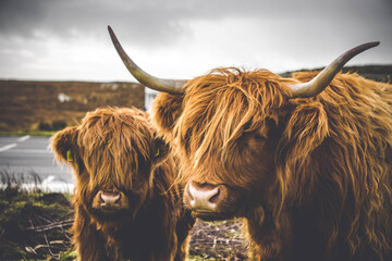 Highland cow and her baby, Isle of Mull, Scotland. - obrazy, fototapety, plakaty