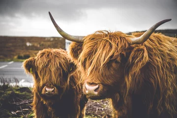 Papier Peint photo Lavable Highlander écossais Vache Highland et son bébé, Isle of Mull, Ecosse.