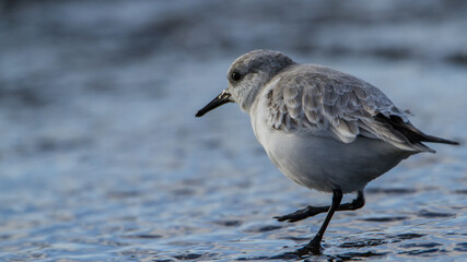 Sanderling, Oxfordshire, January 2016