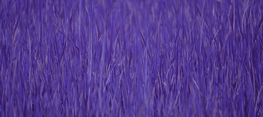 grass texture background used to make cards for the new year festival on valentines day, birthday, poster, christmas