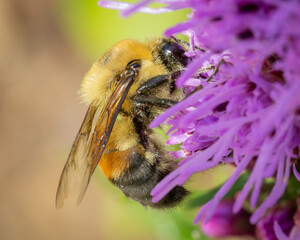 Macro image of a Bumblebee on a flower. 