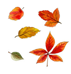 watercolor set of autumn leaves