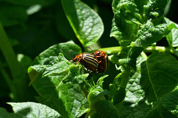 Colorado potato beetle eats potato leaves, pest . close-up.