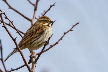 Reed bunting, Oxfordshire, March 2016