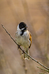 Reed bunting, Oxfordshire, March 2016