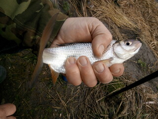Roach fish in the hand of a fisherman, caught in early spring on the river