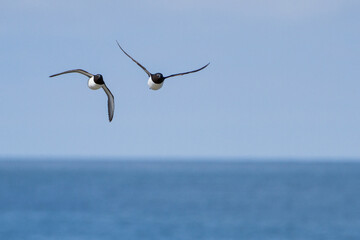 Razorbill, Durham, May 2016