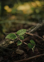 green sprout in the forest