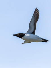 Razorbill, Durham, May 2016